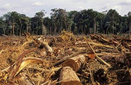 Tội huỷ hoại rừng theo quy định tại Bộ luật hình sự 2015