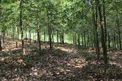 Tội vi phạm các quy định về khai thác, bảo vệ rừng và quản lý lâm sản